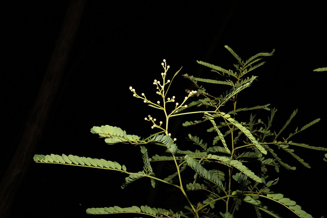 Acacia attenuata: Acacia attenuata in Palmview Conservation Park