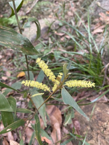 Golden flowered salwood (Acacia aulacocarpa)