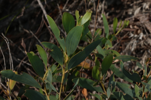 Golden flowered salwood (Acacia aulacocarpa)