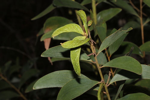 Golden flowered salwood (Acacia aulacocarpa)