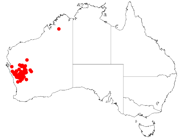 Acacia aulacophylla: Acacia aulacophylla Occurrence data from Australasia Virtual Herbarium downloaded from https://doi.org/10.26197/5c0b1388984eb on 8 December 2018