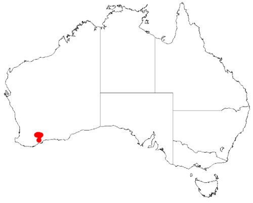 Acacia auratiflora: Acacia auratiflora Occurrence data from Australasia Virtual Herbarium downloaded from https://doi.org/10.26197/5c0b1388984eb on 8 December 2018