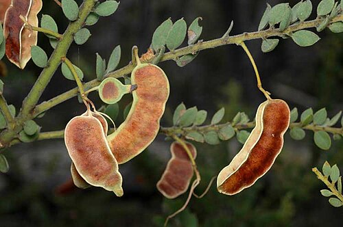 Acacia aureocrinita: Pods of Acacia aureocrinita in the Scottsdale Bush Heritage property, north of Bredbo, on easterly track from a dam on ridge to river, New South Wales