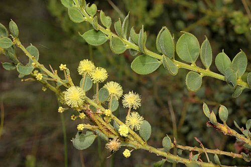 Acacia aureocrinita: Acacia aureocrinita at Coornartha Nature Reserve, off Numeralla Road, east of Cooma, New South Wales