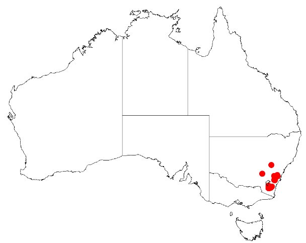 Acacia aureocrinita: Acacia aureocrinita Occurrence data from Australasia Virtual Herbarium downloaded from https://doi.org/10.26197/5c0b1388984eb on 8 December 2018