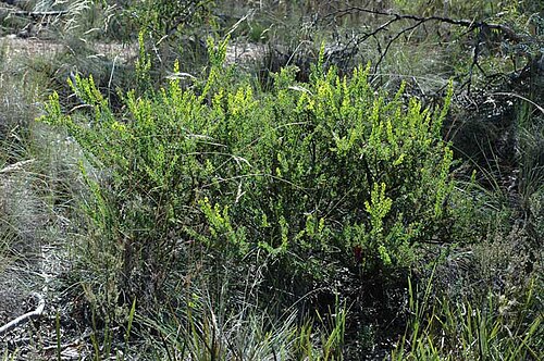 Acacia aureocrinita: Acacia aureocrinita in the Coornartha Nature Reserve, off Numeralla Road, east of Cooma, New South Wales