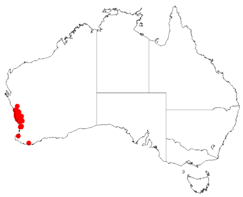 Acacia auronitens: Acacia auronitens Occurrence data from Australasia Virtual Herbarium downloaded from https://doi.org/10.26197/5c0b1388984eb on 8 December 2018