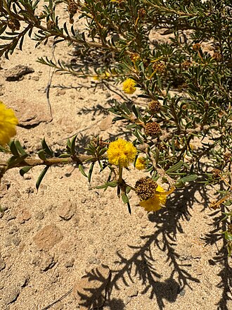 Acacia auronitens: Acacia auronitens near Dandaragan