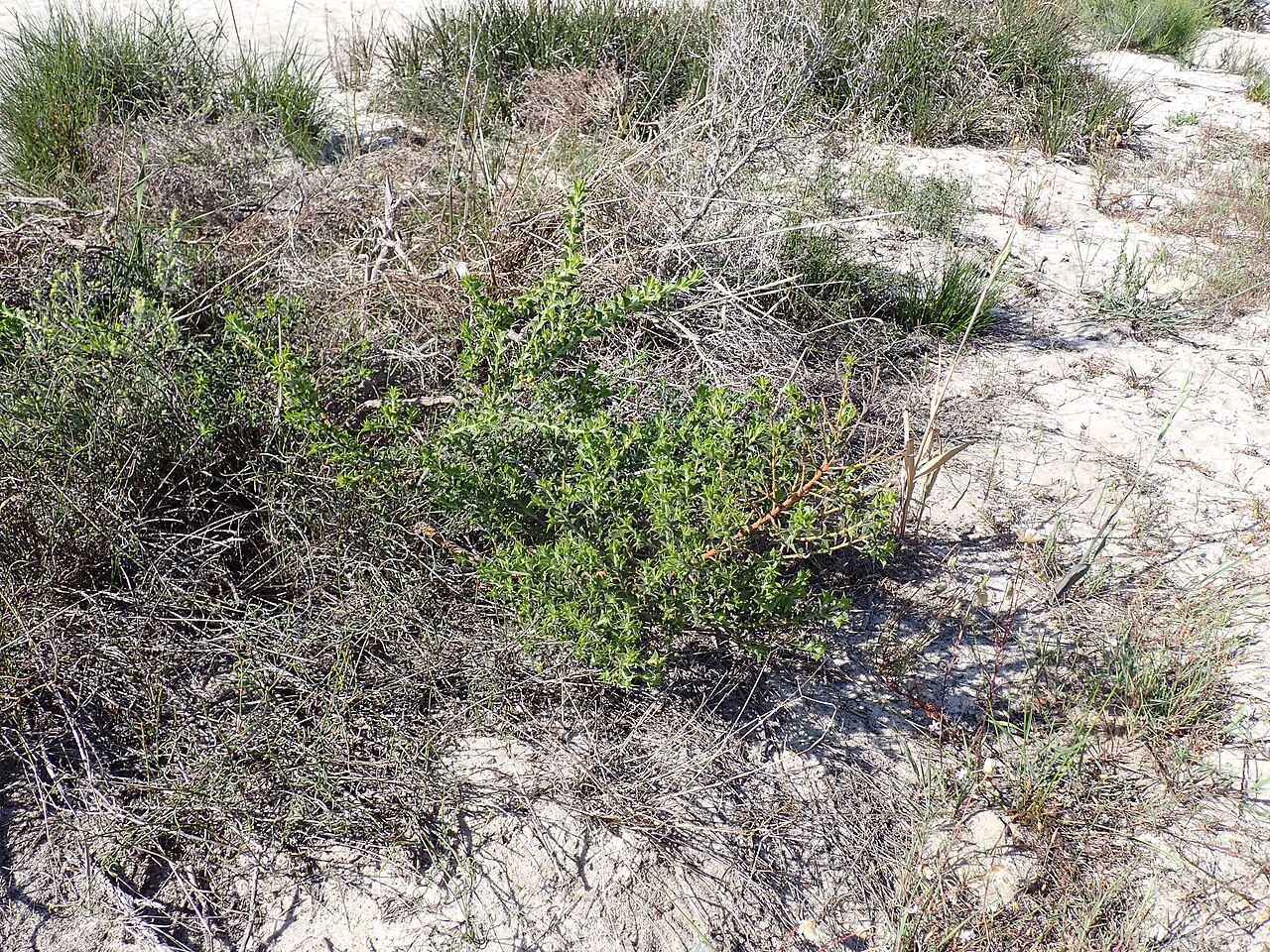 Acacia auronitens: Habit of Acacia auronitens in Talbot Road Bushland Nature Reserve in Stratton, Perth, Western Australia