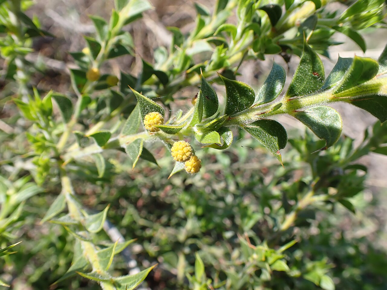 Acacia auronitens: Acacia auronitens in Talbot Road Bushland Nature Reserve in Stratton, Perth, Western Australia