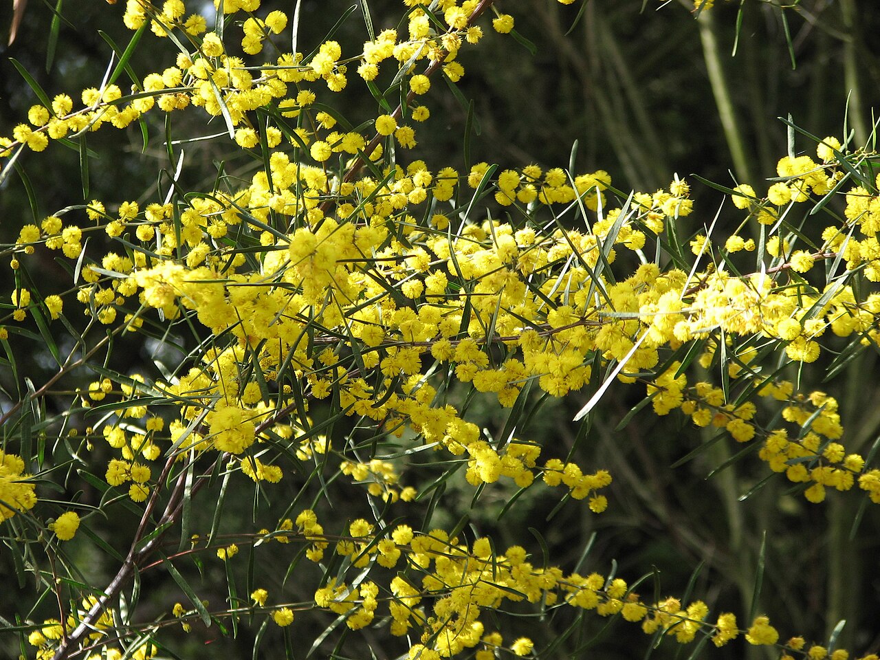 Ausfeld's wattle: Acacia ausfeldii (cultivated, labelled), Maranoa Gardens, Balwyn, Victoria, Australia