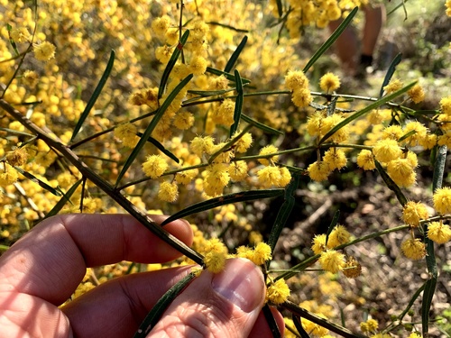 Ausfeld's wattle (Acacia ausfeldii)