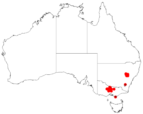 Ausfeld's wattle: Acacia ausfeldii Occurrence data from Australasia Virtual Herbarium downloaded from https://doi.org/10.26197/5c0b1388984eb on 8 December 2018