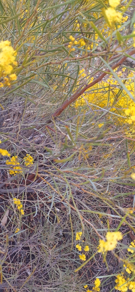 Ausfeld's wattle (Acacia ausfeldii)