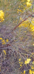 Ausfeld's wattle (Acacia ausfeldii)
