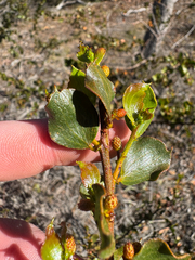 Stirling range wattle (Acacia awestoniana)