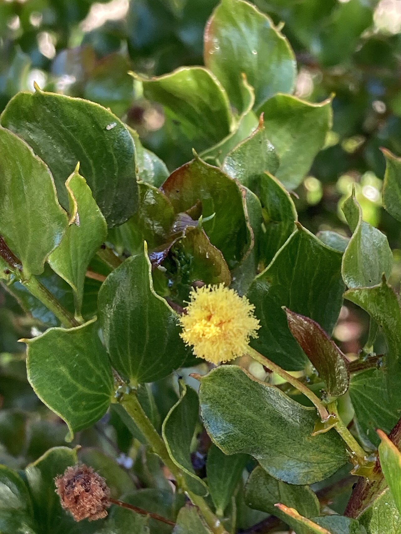 Stirling range wattle: Acacia awestoniana. Species of plant.