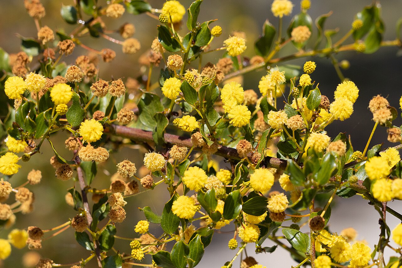 Stirling range wattle: Stirling Range wattle ( Acacia awestoniana ) in Australia