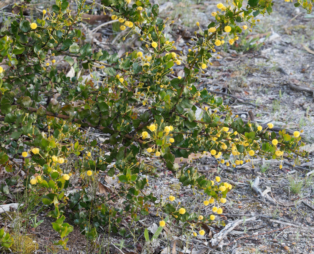Stirling range wattle (Acacia awestoniana)