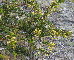 Stirling range wattle (Acacia awestoniana)