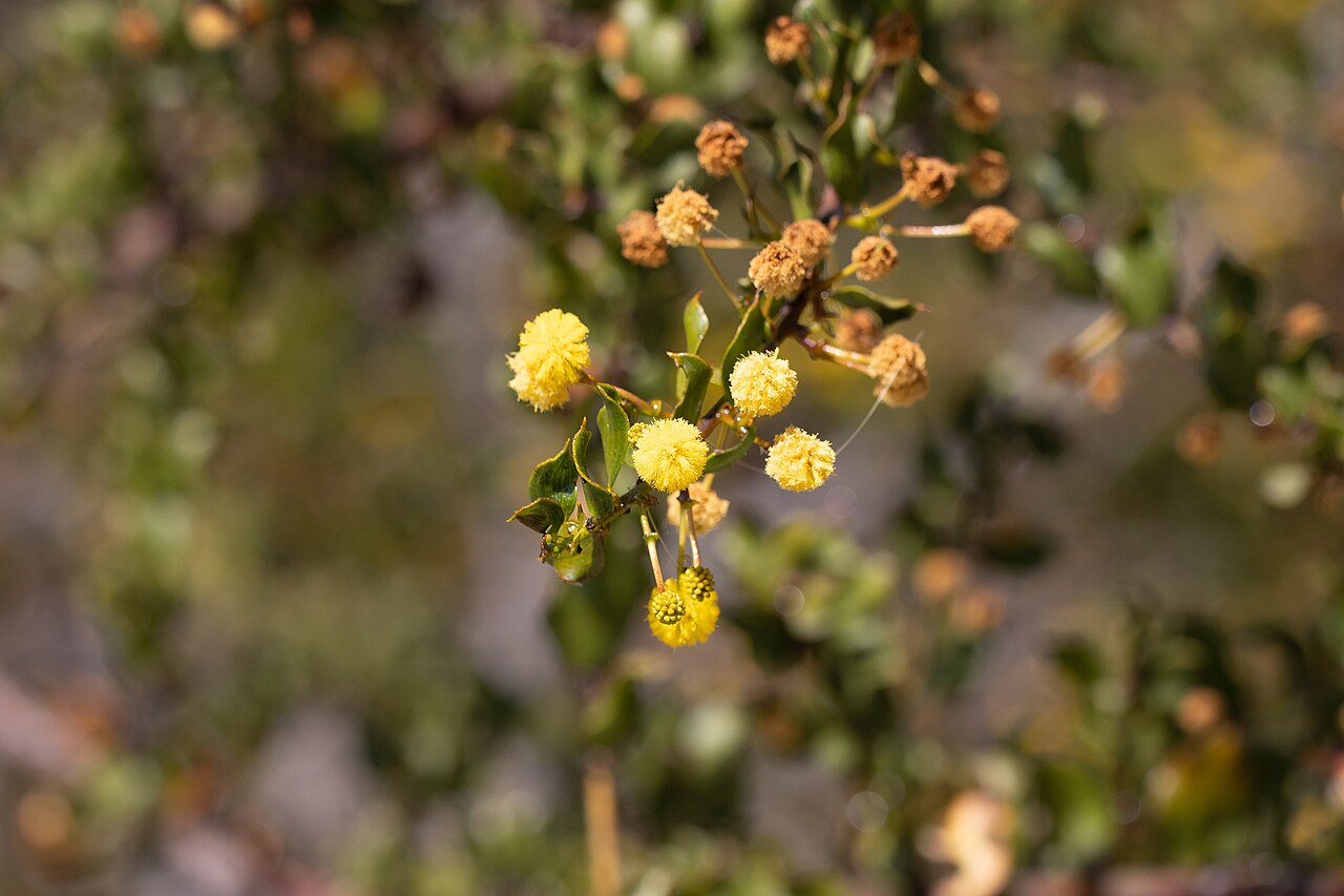 Stirling range wattle: Stirling Range wattle ( Acacia awestoniana ) in Australia