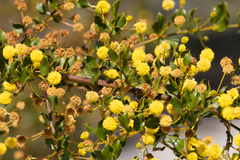 Stirling range wattle (Acacia awestoniana)