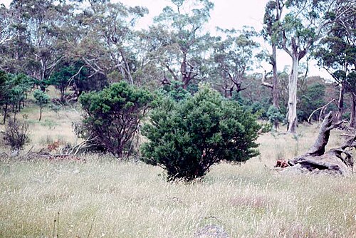 Midlands wattle: Acacia axillaris east of Campbell Town