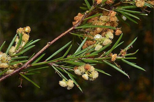 Midlands wattle: Acacia axillaris in Tasmanian Bushland Garden, Buckland, Tasmania