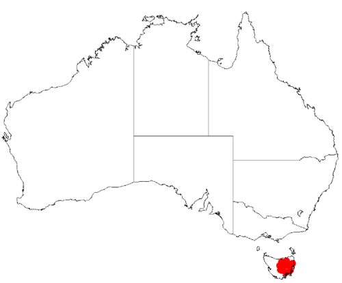 Midlands wattle: Acacia axillaris Occurrence data from Australasia Virtual Herbarium downloaded from https://doi.org/10.26197/5c0b1388984eb on 8 December 2018