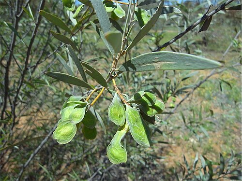 Acacia ayersiana: Pods of Acacia ayersiana in Olive Pink Botanic Gardens, Alice Springs, Northern Territory