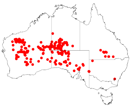 Acacia ayersiana: Acacia ayersiana Occurrence data from Australasia Virtual Herbarium downloaded from https://doi.org/10.26197/5c0b1388984eb on 8 December 2018