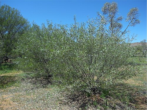 Acacia ayersiana: Acacia ayersiana in Olive Pink Botanic Gardens, Alice Springs, Northern Territory