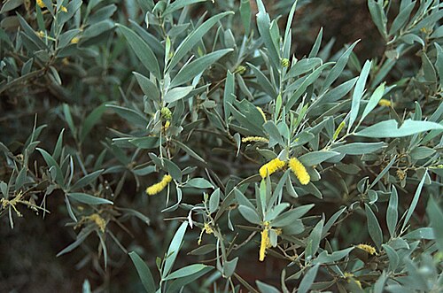 Acacia ayersiana: Acacia ayersiana in Uluru National Park, on the Docker River road, 45 km WNW of the Ranger Station, Northern Territory.