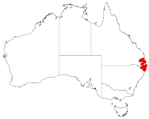 Acacia baeuerlenii: Acacia baeuerlenii Occurrence data from Australasia Virtual Herbarium downloaded from https://doi.org/10.26197/5c0b1388984eb on 8 December 2018