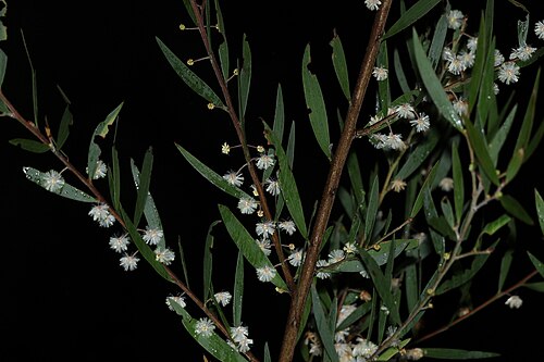 Acacia baeuerlenii: Acacia baeuerlenii in Wickham National Park