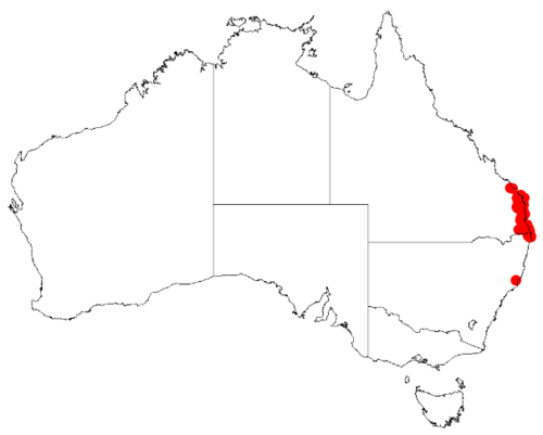 Acacia bakeri: Acacia bakeri Occurrence data from Australasia Virtual Herbarium downloaded from https://doi.org/10.26197/5c0b1388984eb on 8 December 2018