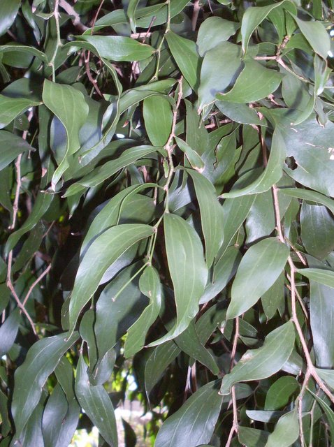 Acacia bakeri: Acacia bakeri, leaves