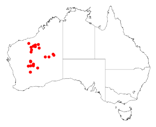 Acacia balsamea: Acacia balsamea Occurrence data from Australasia Virtual Herbarium downloaded from https://doi.org/10.26197/5c0b1388984eb on 8 December 2018