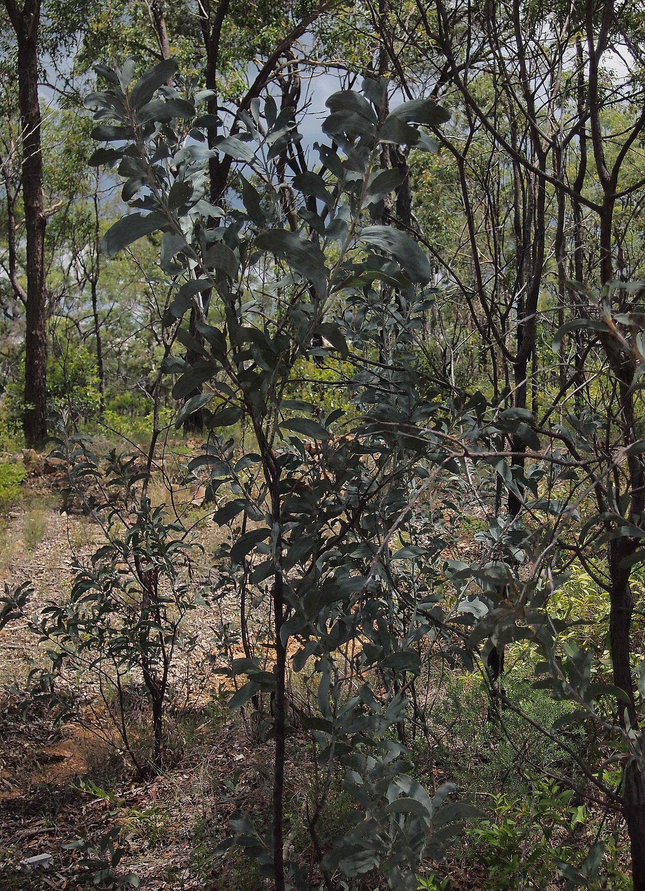 Acacia bancroftiorum: Acacia bancroftiorum