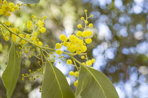 Acacia bancroftiorum: Acacia bancroftiorum in the Australian National Botanic Gardens