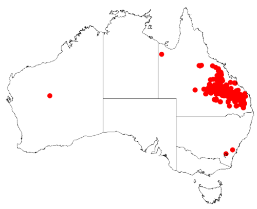 Acacia bancroftiorum: Acacia bancroftiorum Occurrence data from Australasia Virtual Herbarium downloaded from https://doi.org/10.26197/5c0b1388984eb on 8 December 2018