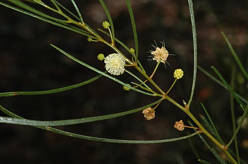 Acacia barattensis: Acacia barattensis in the Australian National Botanic Gardens