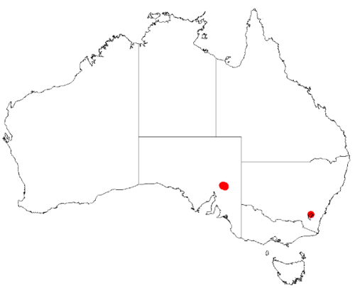 Acacia barattensis: Acacia barattensis Occurrence data from Australasia Virtual Herbarium downloaded from https://doi.org/10.26197/5c0b1388984eb on 8 December 2018