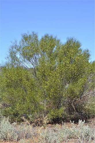 Acacia barattensis: Acacia barattensis in the Australian Arid Lands Botanic Gardens, Port Augusta, South Australia