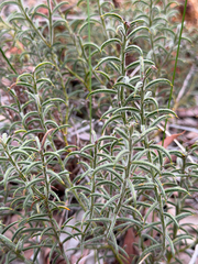 Acacia barbinervis (Acacia barbinervis)