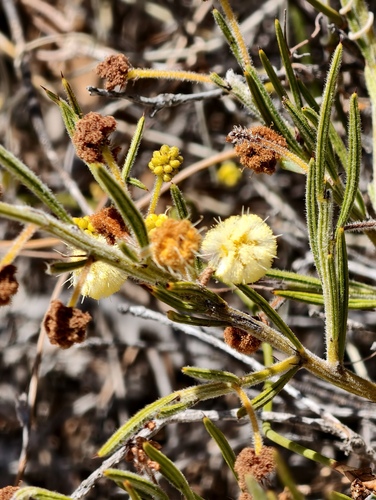 Acacia barbinervis (Acacia barbinervis)
