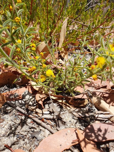 Acacia barbinervis (Acacia barbinervis)
