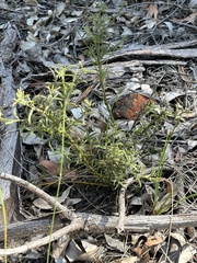 Acacia barbinervis (Acacia barbinervis)