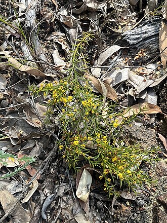 Acacia barbinervis: Acacia barbinervis ssp. barbinervis near the Serpentine Main Dam