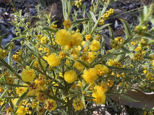 Acacia barbinervis (Acacia barbinervis)